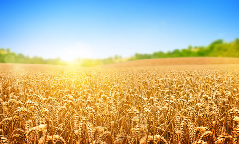 实施优质粮食工程 有效化解结构性矛盾