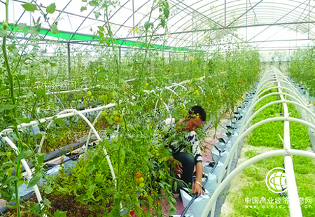 乡村振兴战略绘就“三农”发展新蓝图