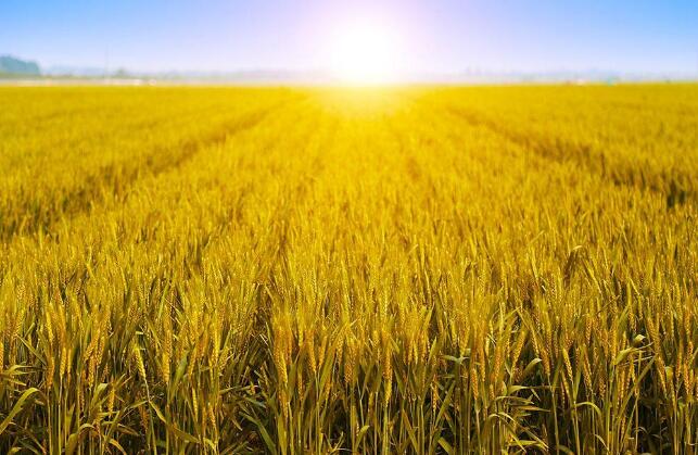 透视2019年中央一号文件四大信号