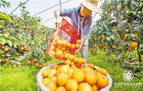 数字乡村战略帮助小农户对接现代农业