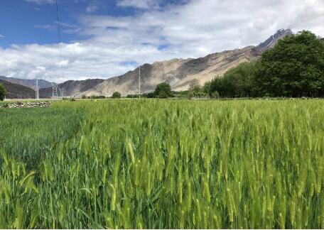 西藏2024年粮食总产量突破110万吨