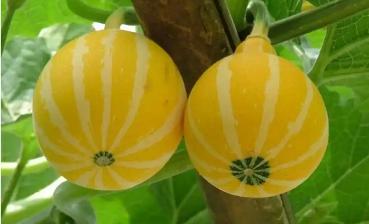 安徽泗县擦亮“中国金丝绞瓜之乡”名片